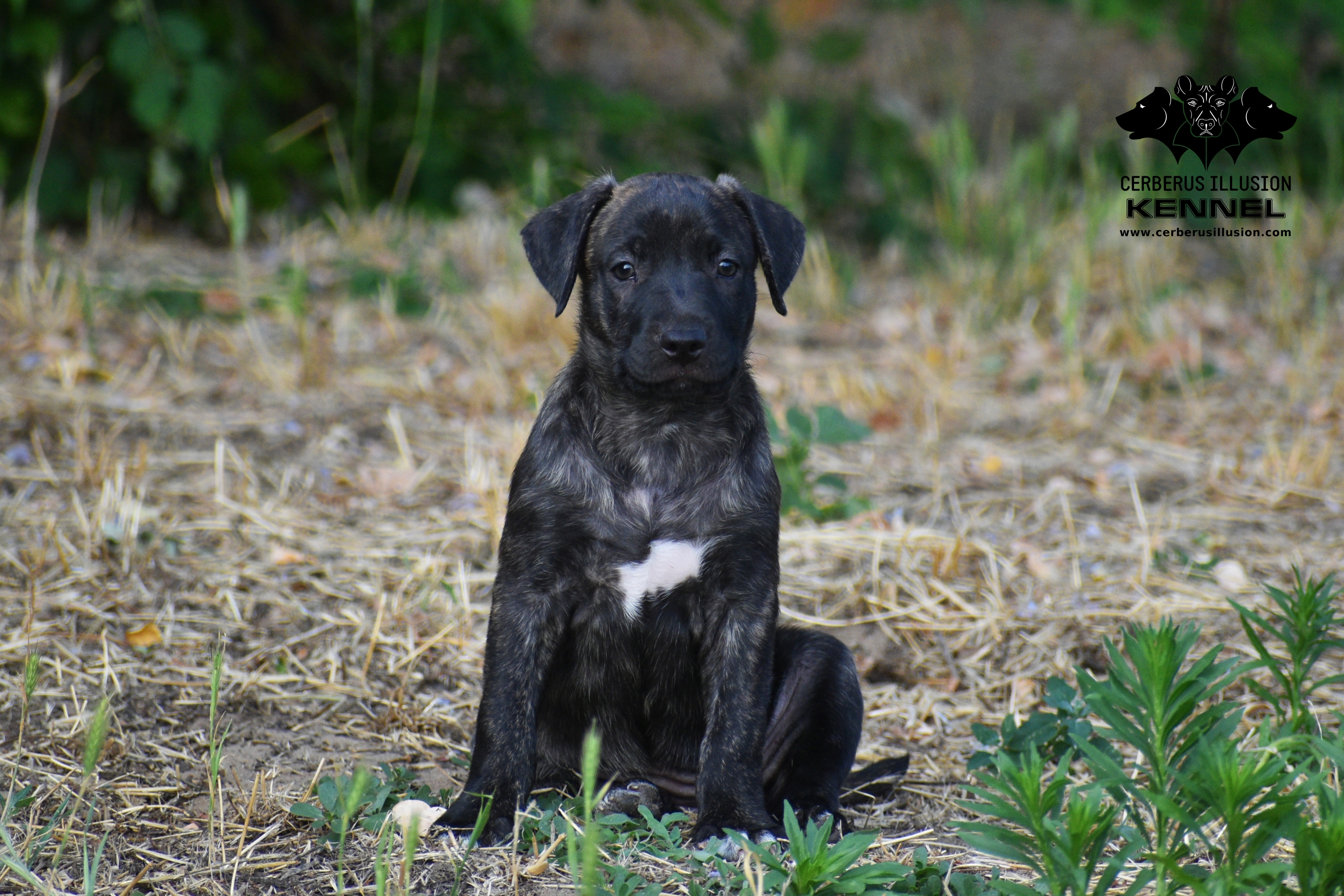 Cimarron puppy for sale