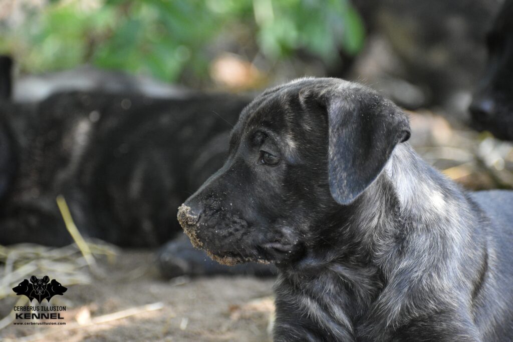 Cimarron puppy for sale