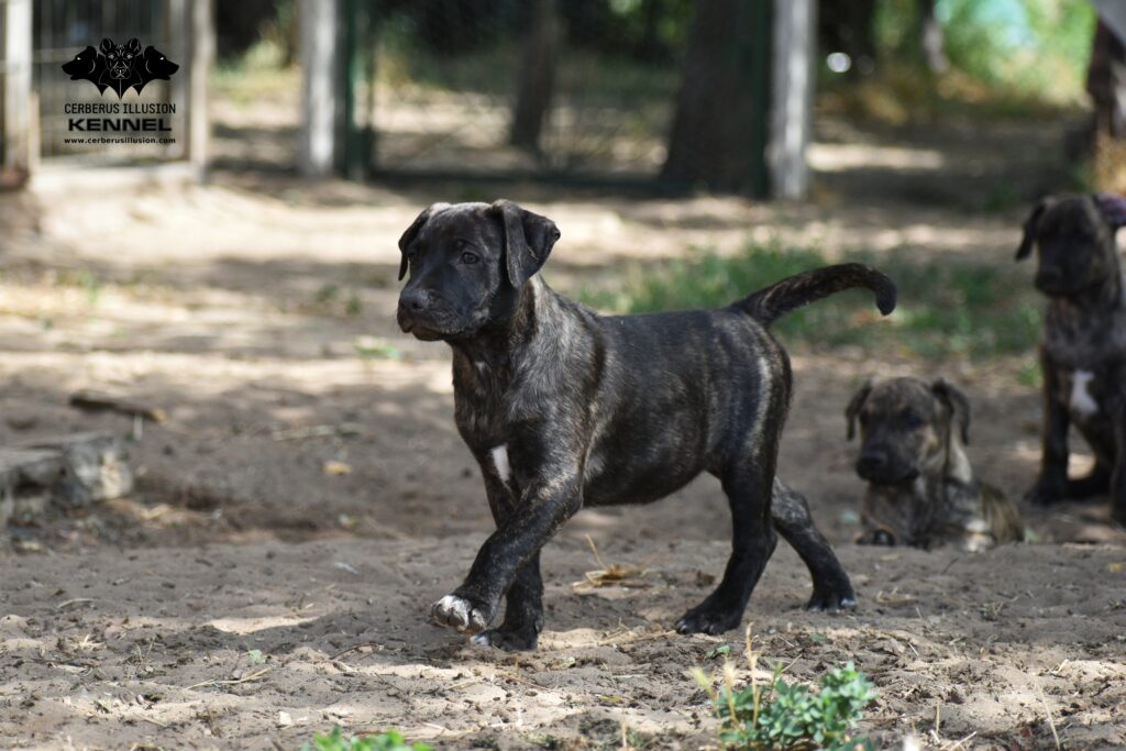 Cimarron puppy for sale