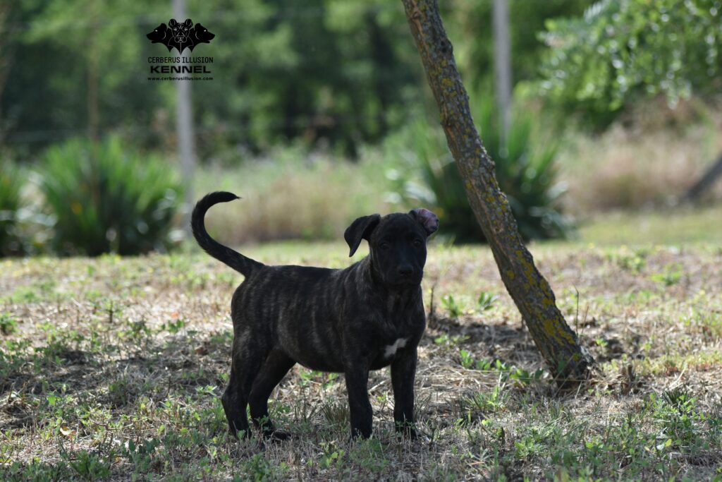 Cimarron puppy for sale