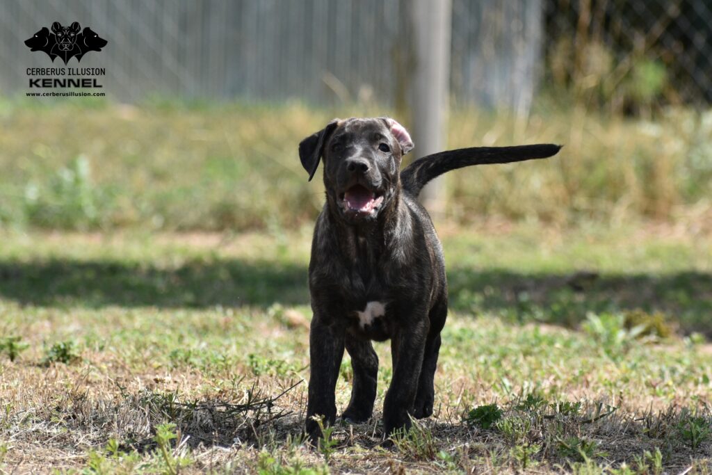 Cimarron puppy for sale