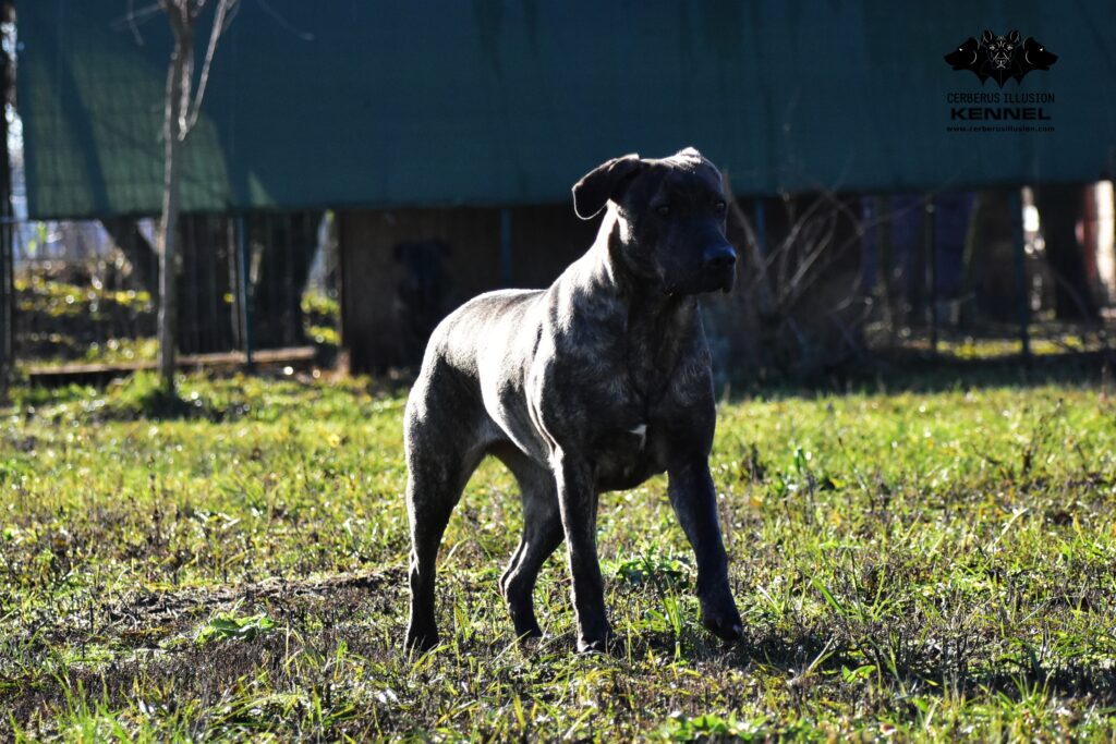 Hestia Cerberus Illusion Cimarron Uruguayo 16.12.2023b