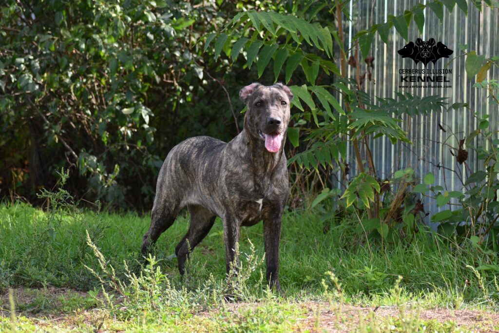 Hestia Cerberus Illusion Cimarron Uruguayo 21.9.2022c