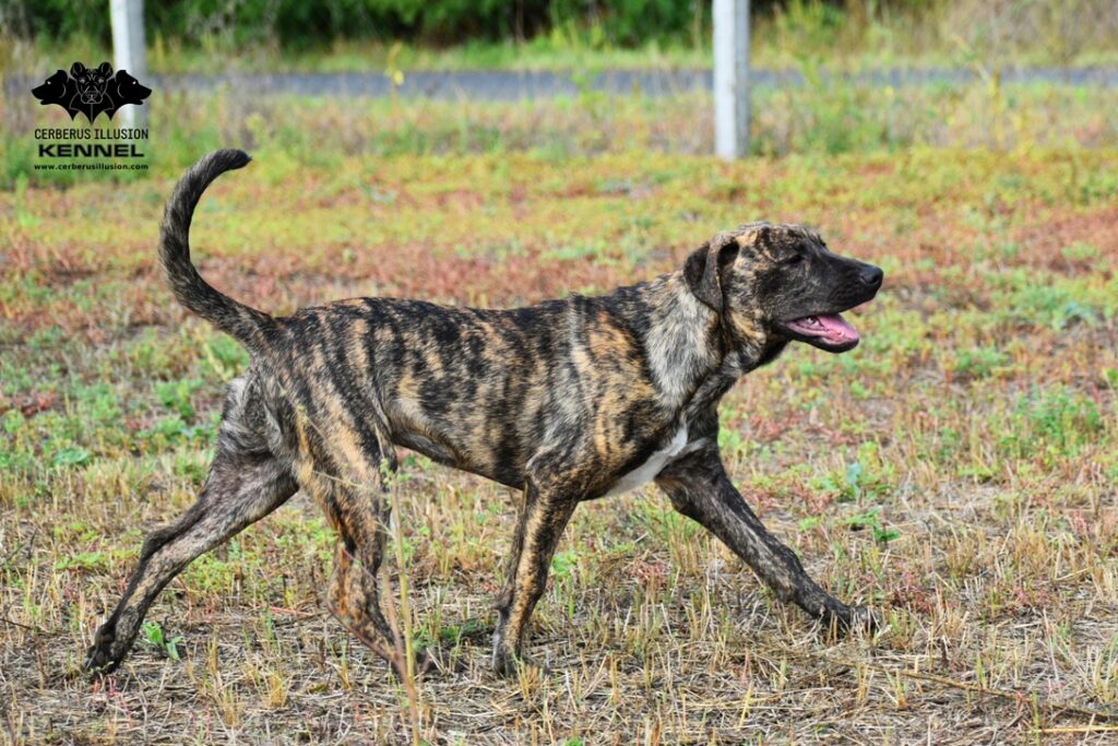 Inari Cerberus Illusion mladá sučka Uruguajského Cimarrona