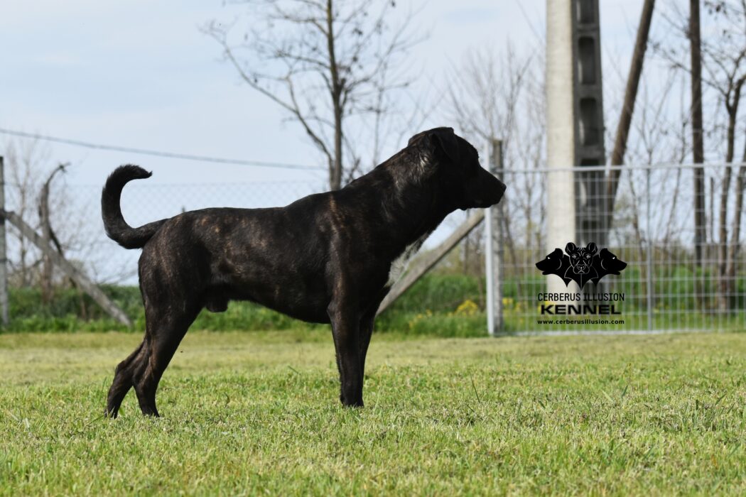 Ivanhoe Cerberus Illusion Cimarron Uruguayo 12.4.2025i