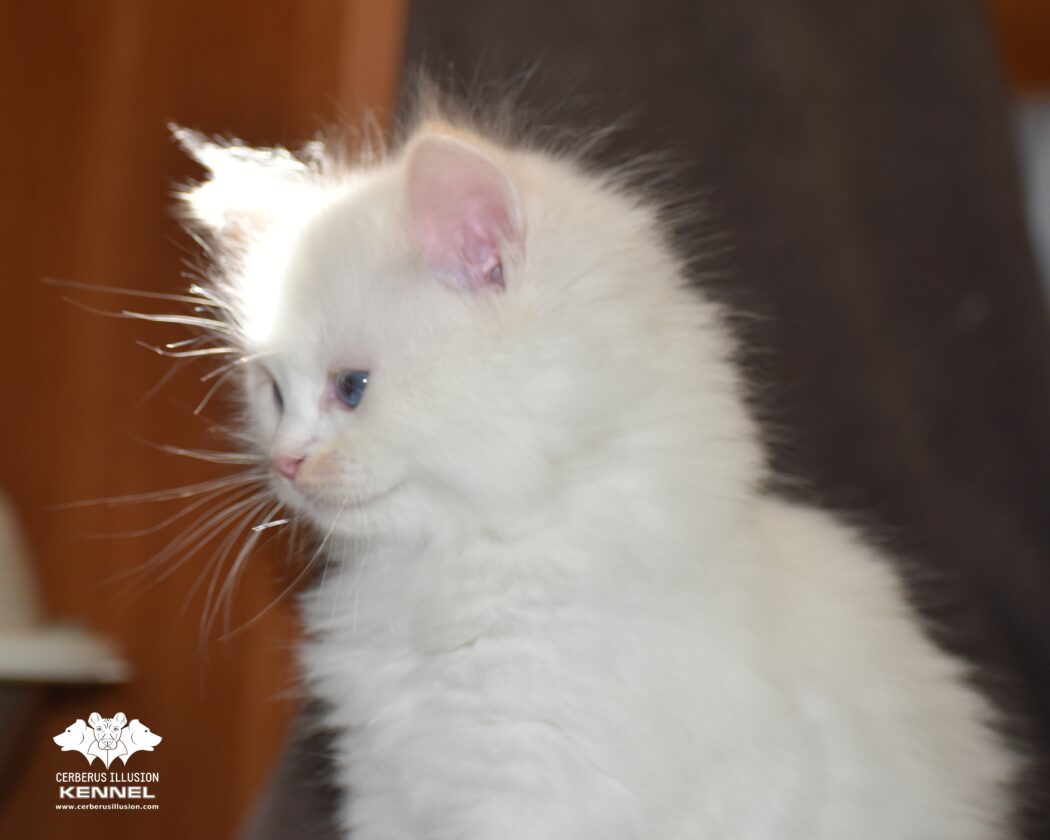 Bred Cerberus Illusion ragdoll 30.4.2025d