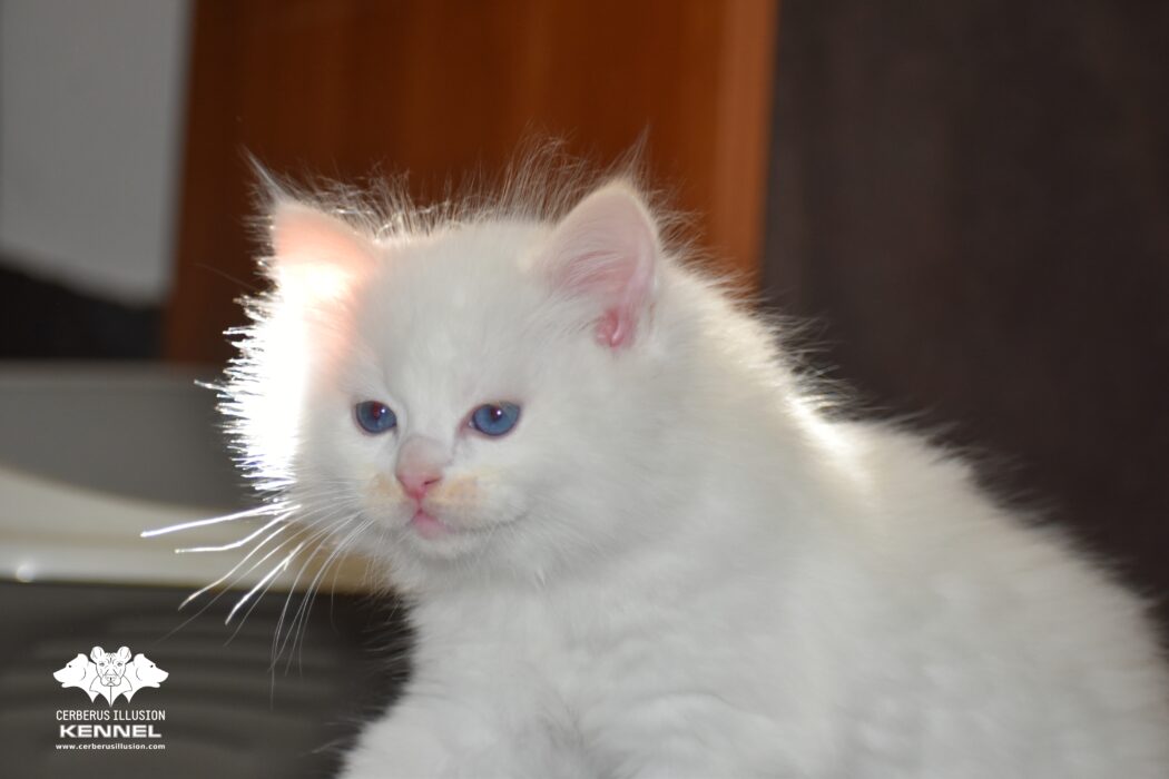 Bred Cerberus Illusion ragdoll 30.4.2025d
