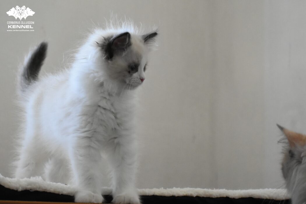 Ragdoll kitten at Cerberus Illusion