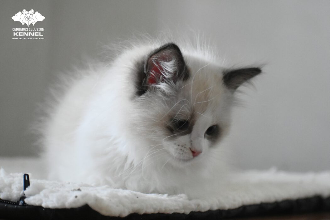 Cerberus Illusion Brendy - Ragdoll kitten at Cerberus Illusion