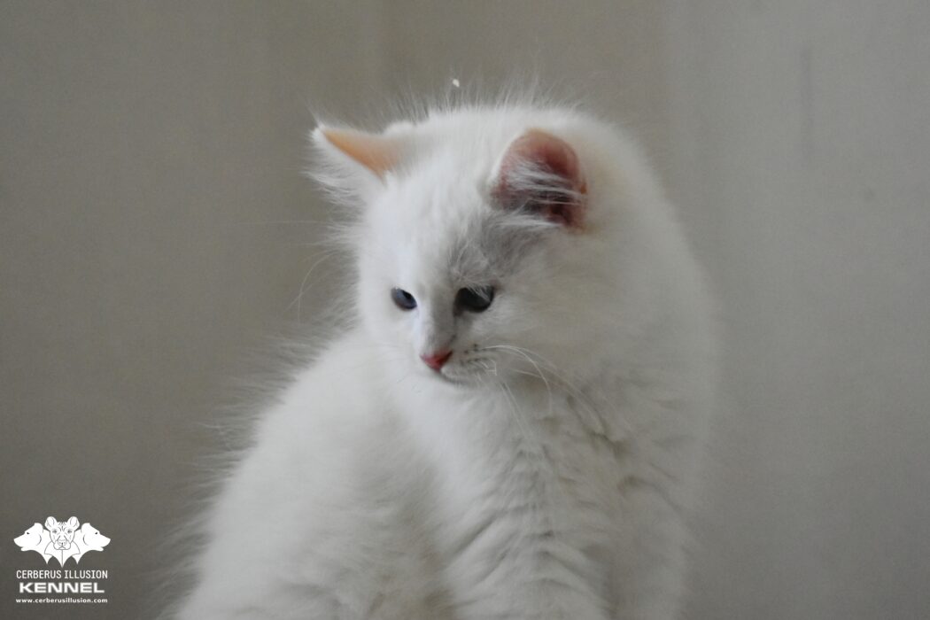 Cerberus Illusion Bred Show and breed Ragdoll kittens