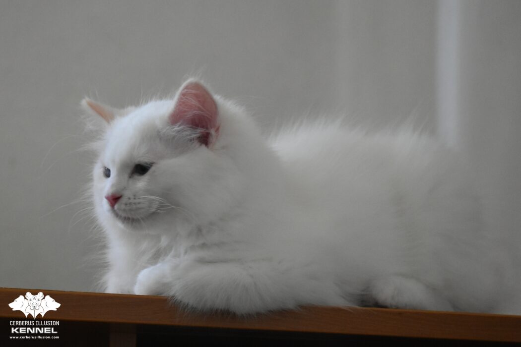 Cerberus Illusion Bred