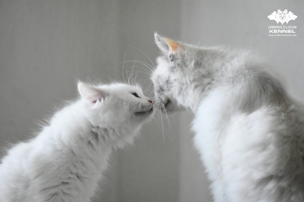 Ragdoll kitten and his mum