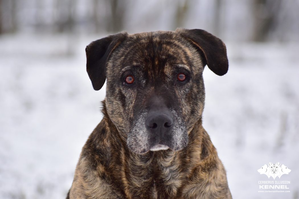 Anakin Cerberus Illusion Cimarron Uruguayo 23.12.2024a