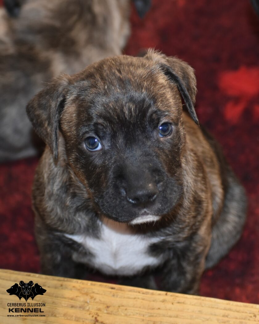 Kanakin Cerberus Illusion 18.1.2026c