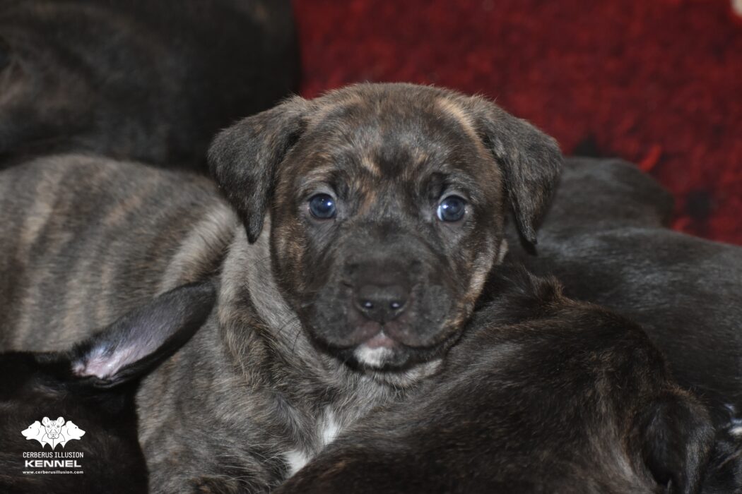 Kara Cerberus Illusion anakin clone female 18.1.2026a