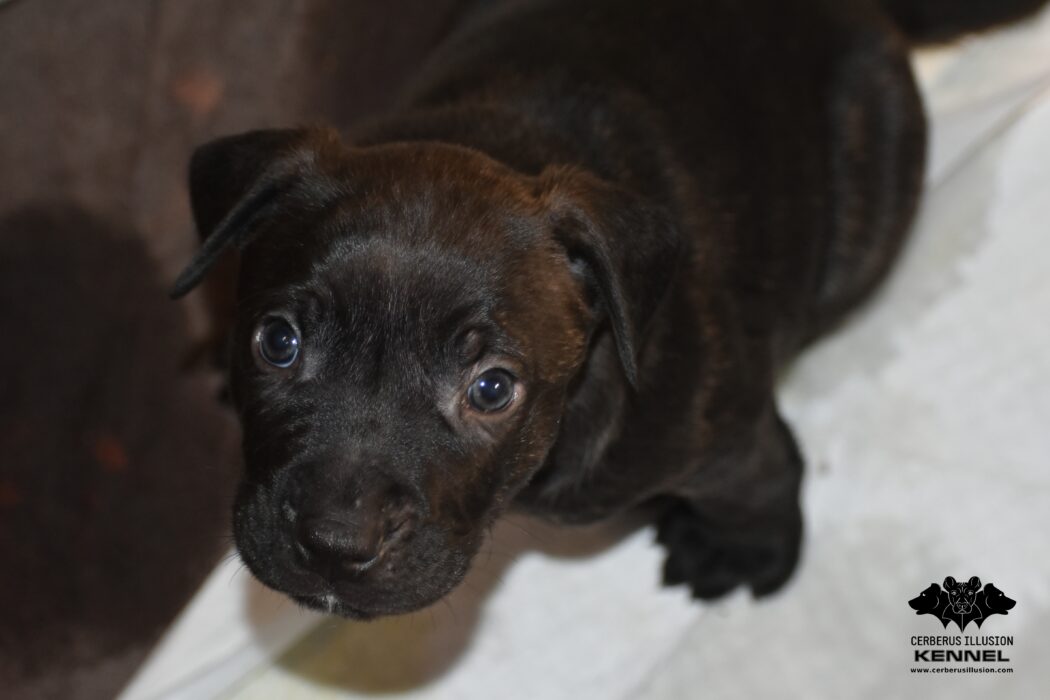 show lady Cerberus Illusion 18.1.2026