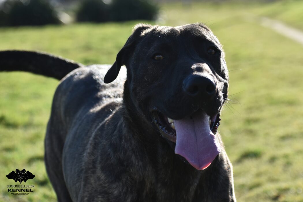 Junkai Cerberus Illusion