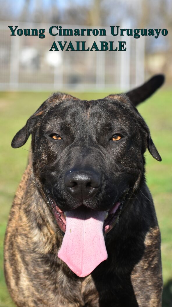 Junkai Cerberus Illusion