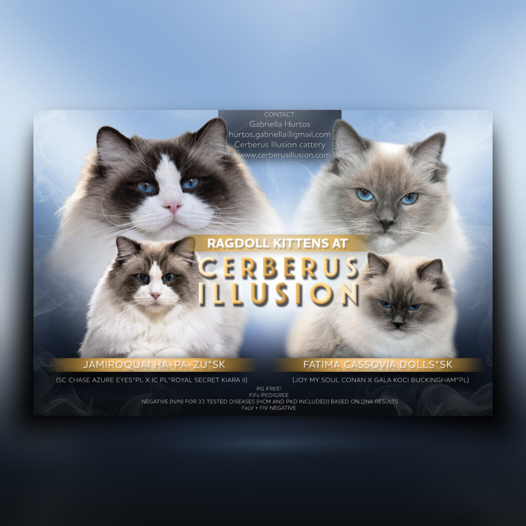 Ragdoll Cerberus Illusion